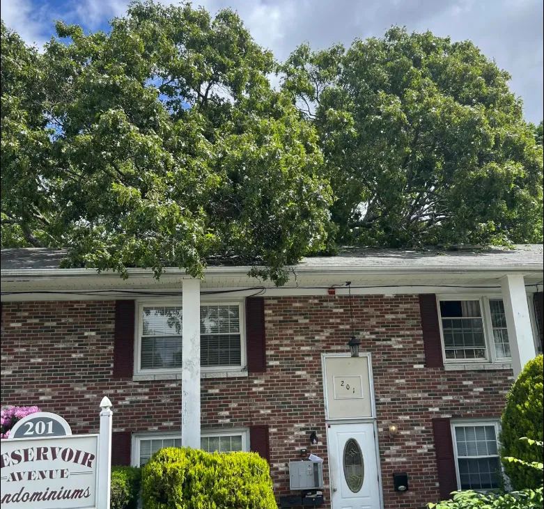 No injuries after tree falls on condominium building in Lincoln - ABC 6