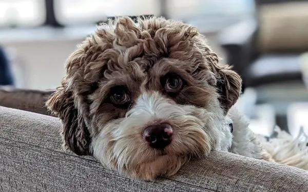 Pandemic Pet Adoptions and a $500 Billion Global Market