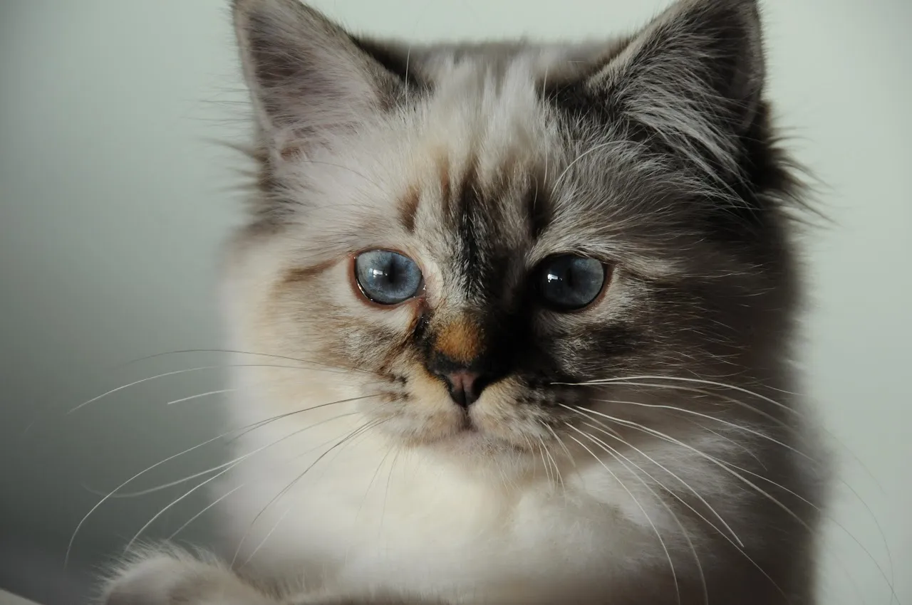 PETS & EMOTIONAL SUPPORT ANIMALS