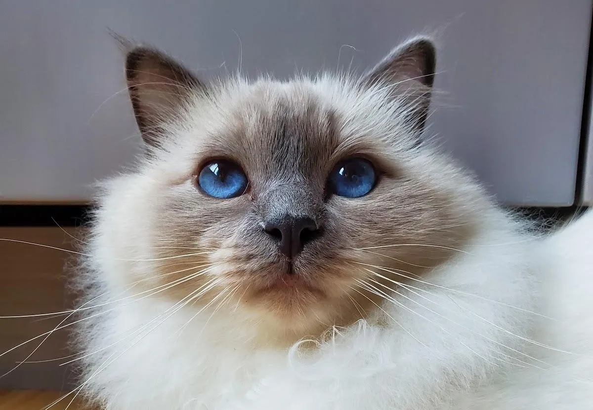 White cat