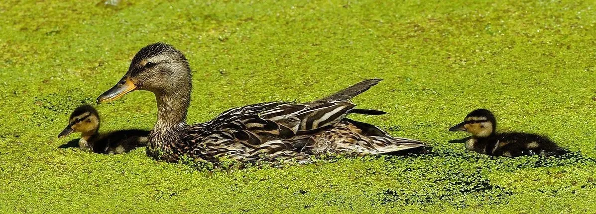 Ducks Have Sent this HOA Into the Lagoon